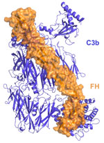 Molecular structure of factor H bound to C3b.